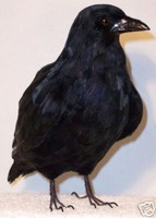 15" RAVEN REPLICA Baltimore Ravens Bird Real Feathers 