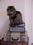 *junokitty*