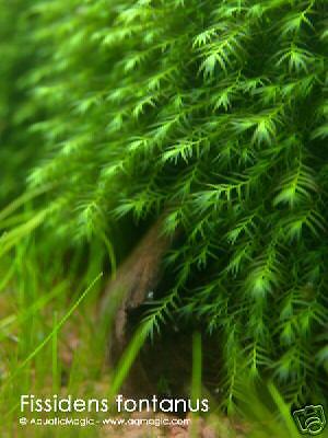 Fissidens fontanus -Live Aquarium Plant Fish Moss ...
