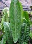 gypsytropicals