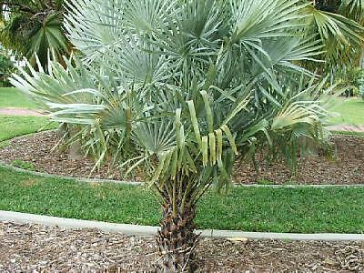 Caranday WAX Palm Silver Blue leaf LIVE Tree Plant  