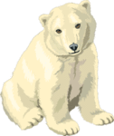 7polarbear