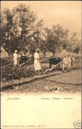 palestine israel, JERUSALEM, Plowing Oxes (1910s)  