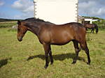 cherylt2611