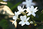 mellijasmin