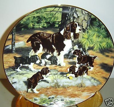 LOVELY SPRINGER SPANIEL CUTE PUPPIES BY ROBERT CHRISTIE  