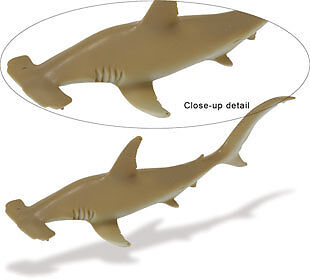 Hammerhead Shark Monterey Bay Free SHIP w $25 Safari