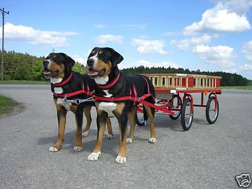 Hundewagen nach Ihren Wünschen NEU