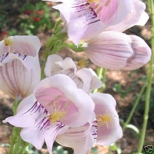 Penstemon Palmeri Palmer Pink Perennial 100 MG Seeds