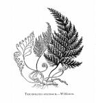 shadyplants.net_for_ferns