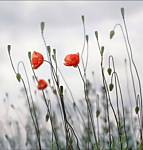 isabelle.robin41