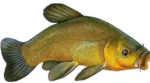 latanche2002